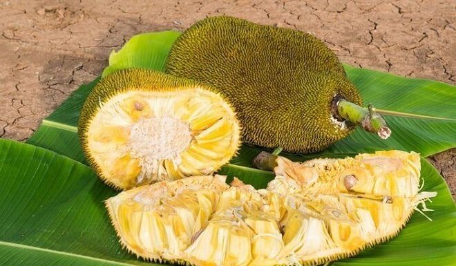 The Ultimate Guide to Picking Ripe, Sweet and Aromatic Jackfruit Straight From the Tree