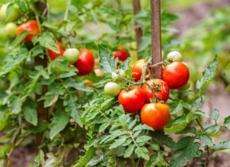 “The Great Tomato Transformation: Unraveling the Mystery Behind Their ‘Firm’ Modern-Day Makeover.”