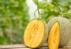 Should You Buy Golden Melon with or without the Stem? The Truth Behind This Misunderstood Fruit.