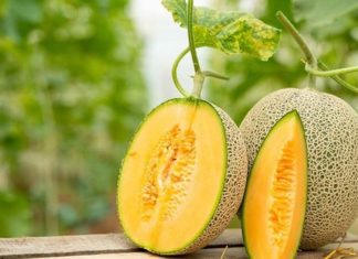 Should You Buy Golden Melon with or without the Stem? The Truth Behind This Misunderstood Fruit.
