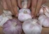 “White Skin or Purple Skin: Which Garlic is Better to Buy?”