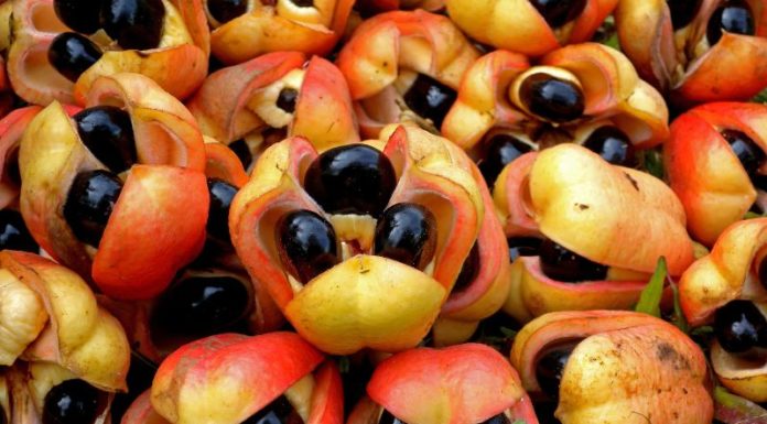 The Ackee Fruit: A Tasty Treat With Health Benefits, But Handle With Care