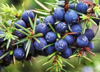 What is a Quince Fruit? Amazing Health Benefits of Quince Fruit.