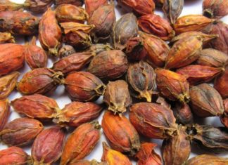 The Superfruit That Regulates Blood Sugar, Supports Kidney Health and Promotes Weight Loss: Nature’s Insulin