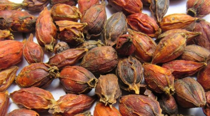 The Superfruit That Regulates Blood Sugar, Supports Kidney Health and Promotes Weight Loss: Nature’s Insulin