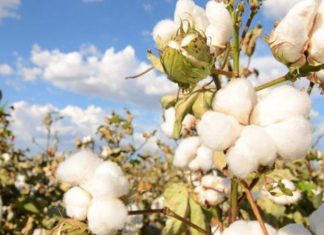 What are Wrinkled Fruits? Distinguishing Wrinkled Fruits from Non-Wrinkled Ones