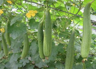 “Familiar Fruit in Vietnamese Meals: A Natural Remedy for Diabetes, Constipation, and Physical Fatigue”