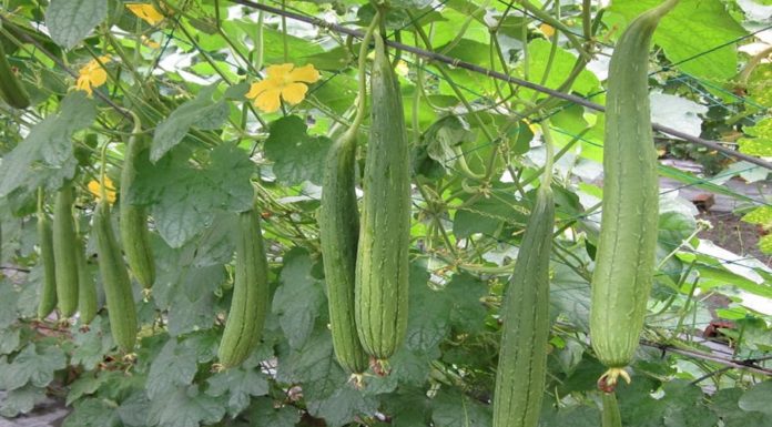 “Familiar Fruit in Vietnamese Meals: A Natural Remedy for Diabetes, Constipation, and Physical Fatigue”