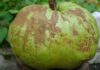 Sour Mangosteen of Nghe An – The Familiar Spice Often Mistaken for a Guava