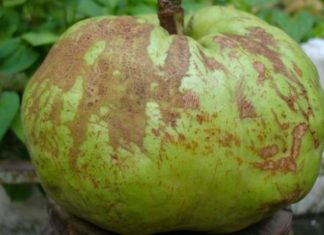 Sour Mangosteen of Nghe An – The Familiar Spice Often Mistaken for a Guava