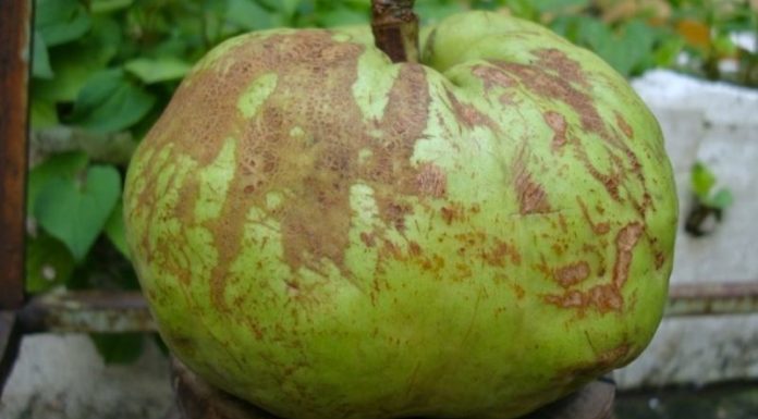 Sour Mangosteen of Nghe An – The Familiar Spice Often Mistaken for a Guava