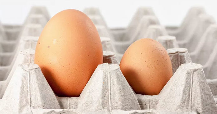 What’s the Best Egg Size to Buy: Large or Small? The Answer May Surprise You!