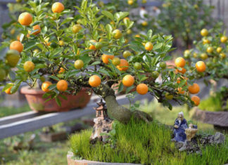 Can You Eat Oranges Right Off the Tree?