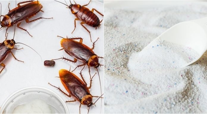 “A Simple Solution: Sweep Away Cockroaches with Just a Few Spoonfuls of Laundry Detergent.”