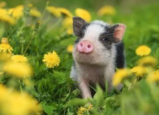 What is the Zodiac Sign for 1983? Which Colors are Compatible?