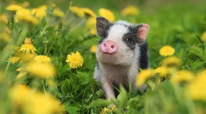 What is the Zodiac Sign for 1983? Which Colors are Compatible?