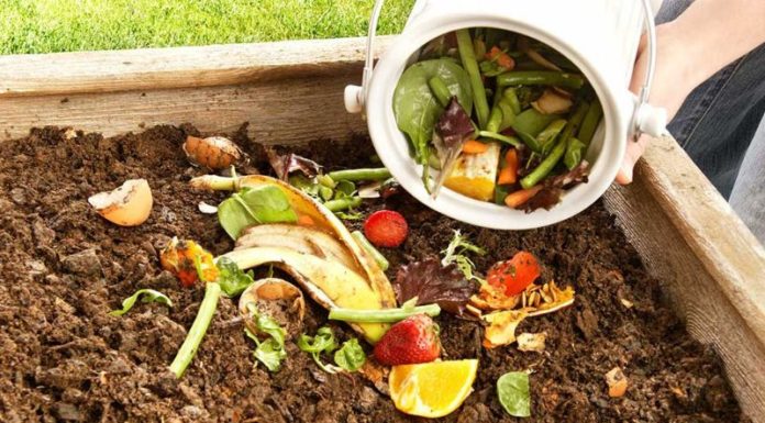 What is Organic Waste? Understanding the Different Types of Organic Waste