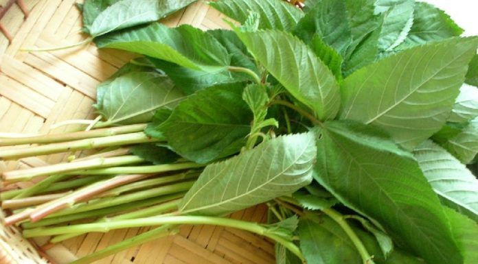 How Many Calories Are in Amaranth? Can Eating Amaranth Help With Weight Loss?