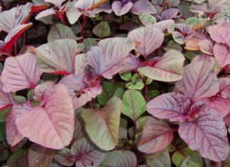 A Tasty Treat: Exploring the Diverse World of Delicious Amaranth Soup Varieties