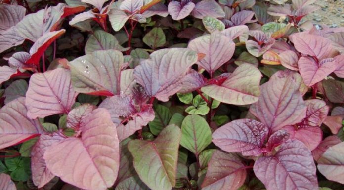 A Tasty Treat: Exploring the Diverse World of Delicious Amaranth Soup Varieties