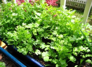 6 Fragrant Herbs to Spice Up Your Daily Meals, Easily Grown at Home with Medicinal Benefits