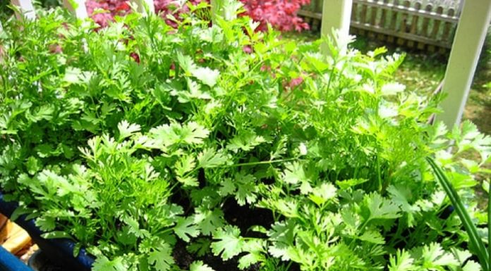 6 Fragrant Herbs to Spice Up Your Daily Meals, Easily Grown at Home with Medicinal Benefits