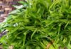 “Transforming the Humble Water Spinach: Beyond Boiling and Stir-Frying, Try It Pickled for a Tasty Treat.”