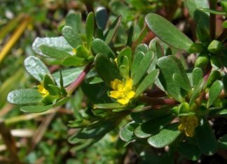 The Overlooked ‘Longevity Veggie’ in Vietnam: A Global Hunt for This Wild-Growing Super Herb