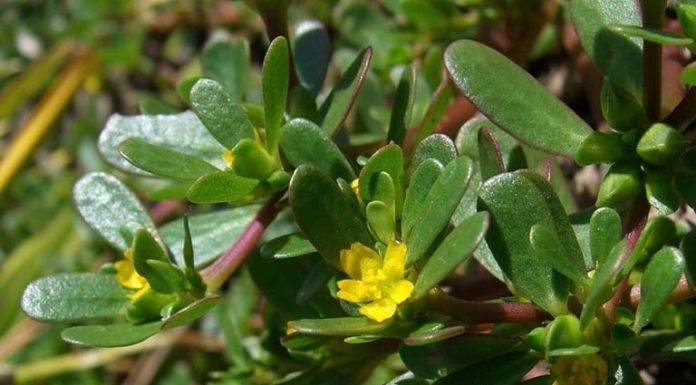 The Overlooked ‘Longevity Veggie’ in Vietnam: A Global Hunt for This Wild-Growing Super Herb