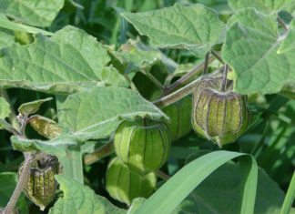 What Are the Benefits of the Tầm Bóp Plant? Delicious and Nutritious Ways to Prepare Tầm Bóp Greens.