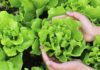 “Lettuce: Unveiling the Benefits and Learning to Differentiate this Superfood”