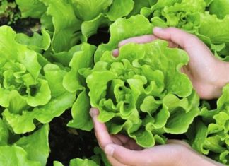 “Lettuce: Unveiling the Benefits and Learning to Differentiate this Superfood”