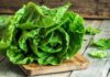 How Many Calories Does Lettuce Have and Why Should You Eat It?