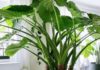 The Power of Wild Plants: Super-Sized Leaves for Super-Charged Feng Shui Luck