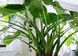 The Power of Wild Plants: Super-Sized Leaves for Super-Charged Feng Shui Luck