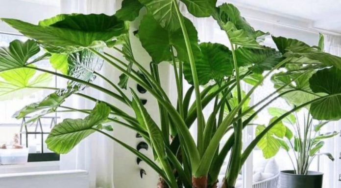 The Power of Wild Plants: Super-Sized Leaves for Super-Charged Feng Shui Luck