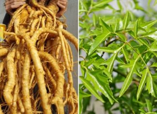 Is It Beneficial to Drink Purple Gromwell Roots Daily?