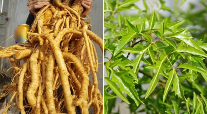 Is It Beneficial to Drink Purple Gromwell Roots Daily?