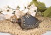 The Power of Feng Shui Turtles: Unlocking Their Benefits, Meanings, and Practical Applications