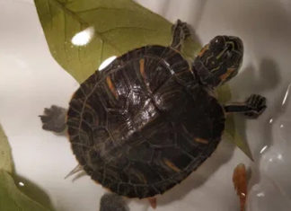 What is a Feng Shui Turtle? How to Care and Things to Note