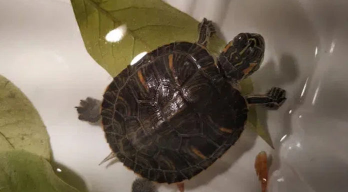 What is a Feng Shui Turtle? How to Care and Things to Note