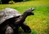 Why Do Humans Usually Only Live to 80 Years Old, While Turtles Can Live to Be 200?
