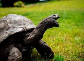 Why Do Humans Usually Only Live to 80 Years Old, While Turtles Can Live to Be 200?