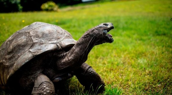 Why Do Humans Usually Only Live to 80 Years Old, While Turtles Can Live to Be 200?