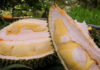 What is Durian Raised in Cow Sheds? How to Choose Delicious Durian Raised in Cow Sheds