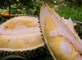 What is Durian Raised in Cow Sheds? How to Choose Delicious Durian Raised in Cow Sheds
