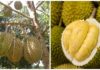What is Durian Dona? How to Choose the Best-Tasting Durian Dona