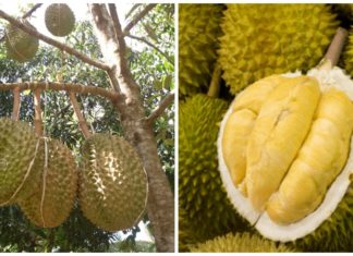 What is Durian Dona? How to Choose the Best-Tasting Durian Dona