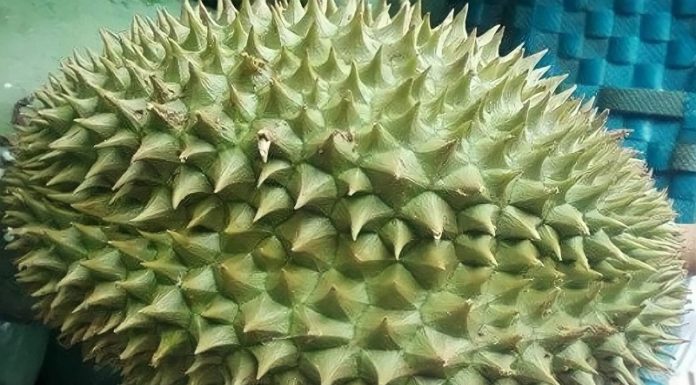 The King of Fruits: Unveiling the Unique Blend of Durian and Bitter Gourd
