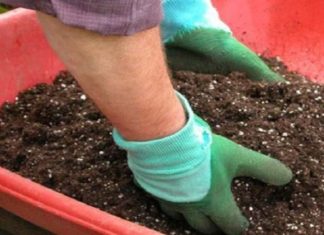 “Post-Tet, Roses Stay Blooming with These Care Tips”